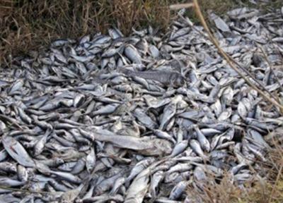 تلف شدن صدها قطعه ماهی کپور در سد گلابر شهرستان ایجرود