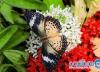 تماشای پروانه ها، باغ های زیبای بانکوک که باید به این مکان سفر کنید (تور تایلند)